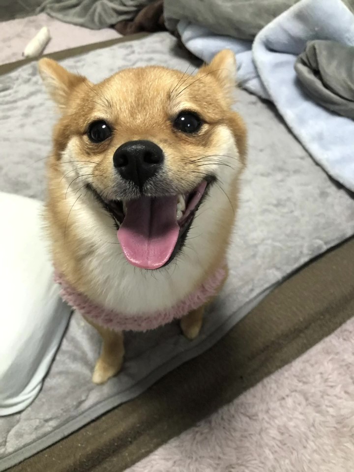 豆プーのぺっぺこぺーちゃん