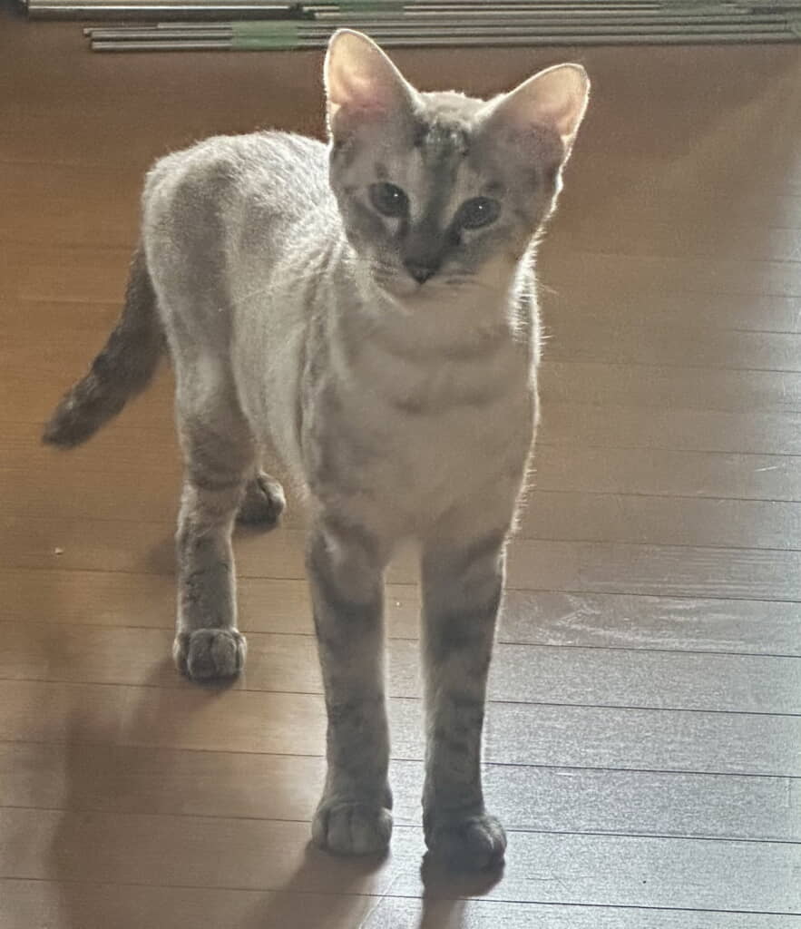 保護当時のおこめちゃん、スタイル抜群です