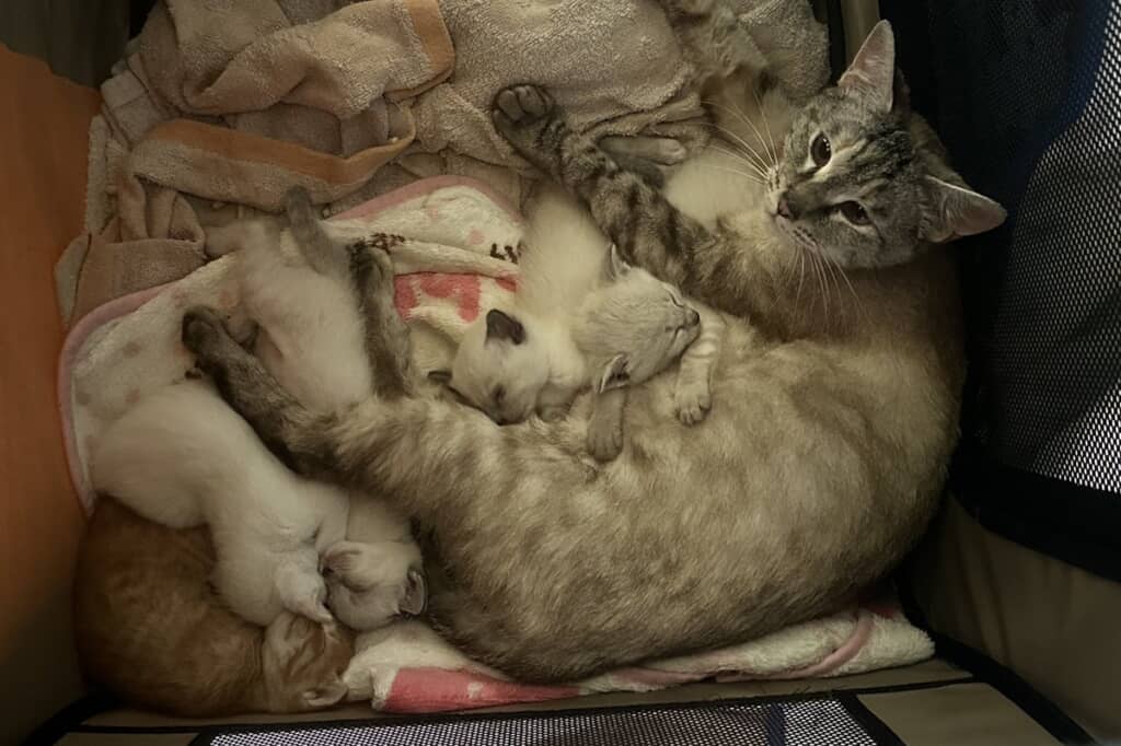 5匹の子猫を育てあげたおこめちゃん