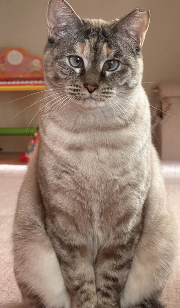 抱きしめたくなるかわいさ