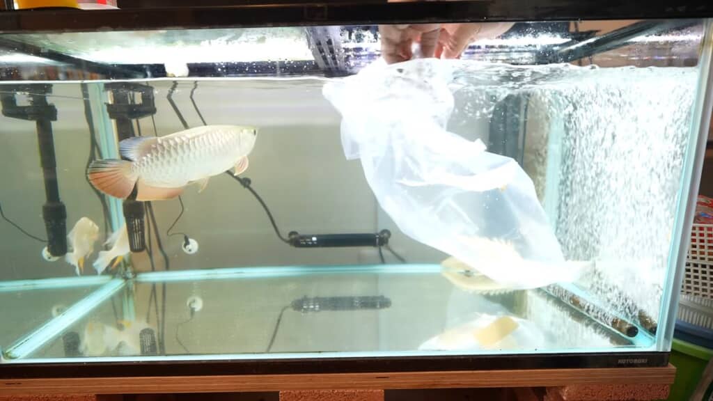 90センチ水槽に新しい生体を放つ