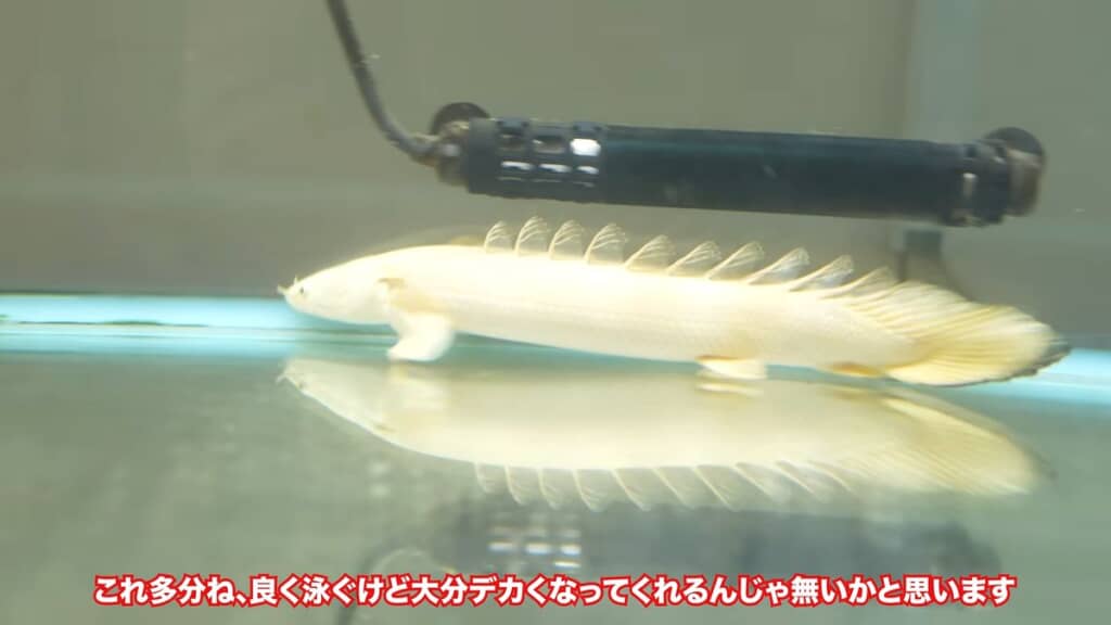 プラチナエンドリケリーの幼魚