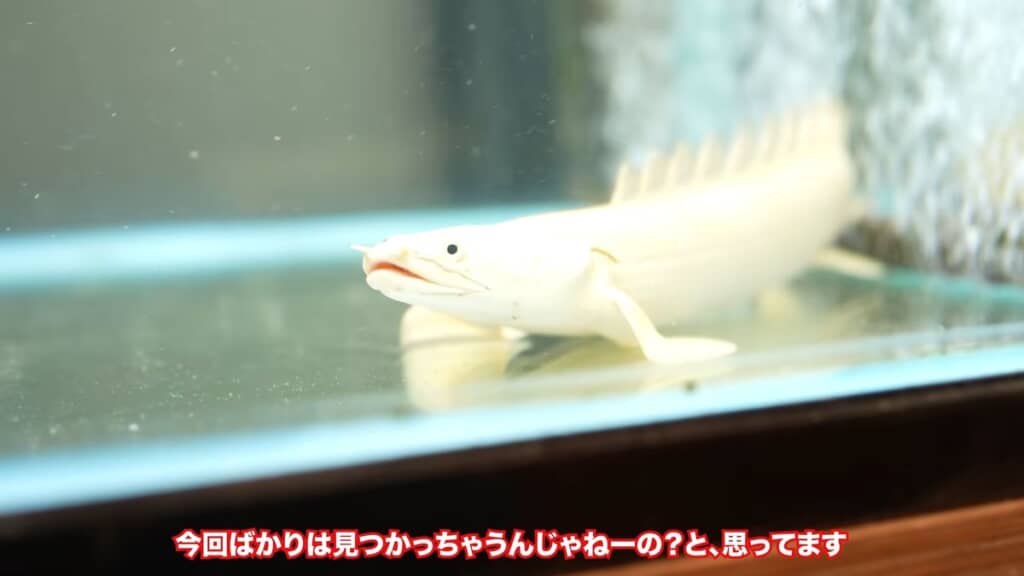 妻にバレることを心配する投稿者