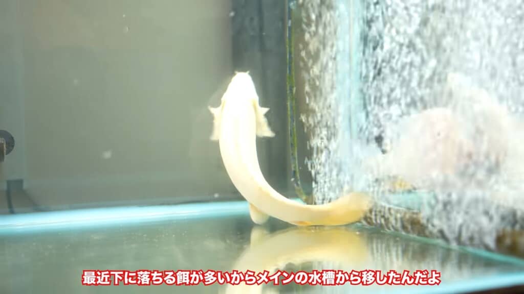 妻に見つかった際の言い訳を考える投稿者