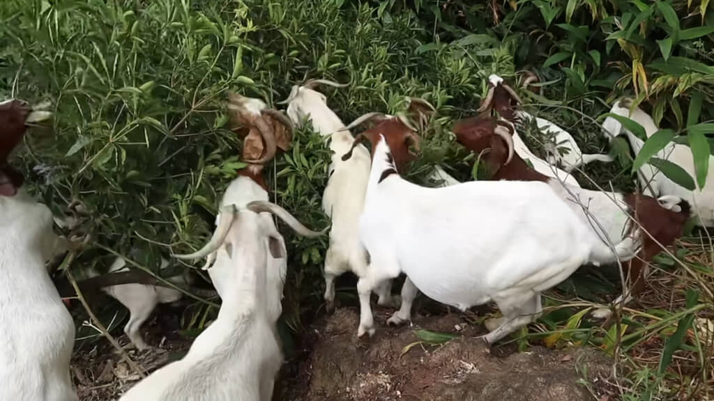 もぐもぐ食べ進めていく