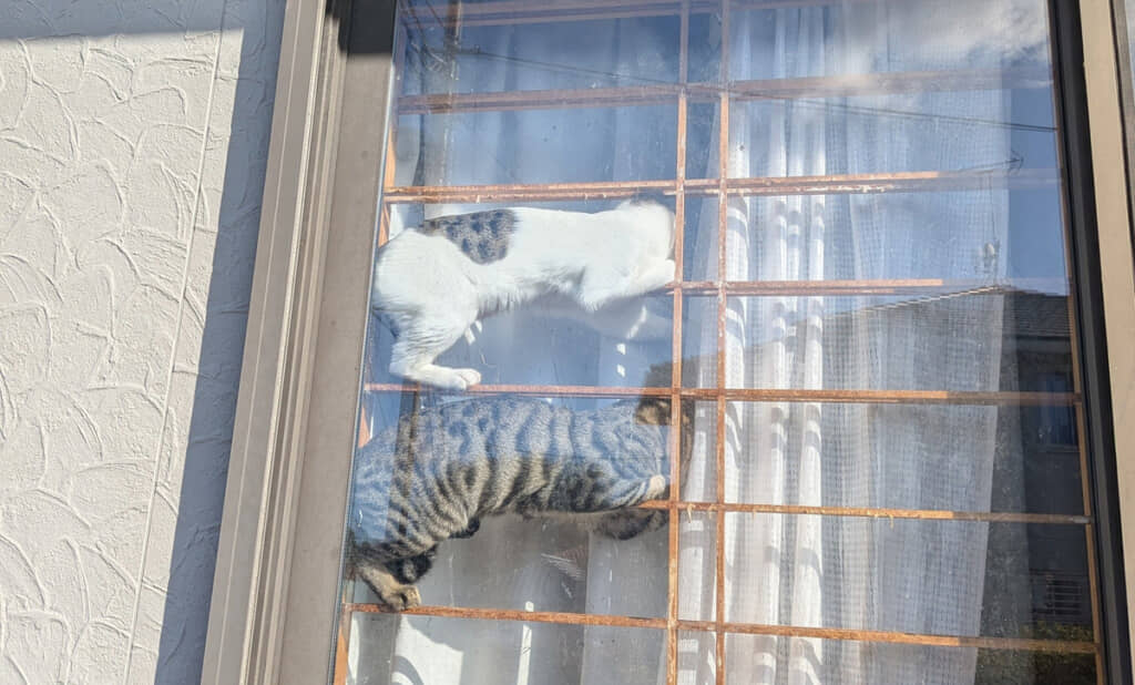 油断するとえらいことになるからなのでした。それはそれとしてかわいいけれども！