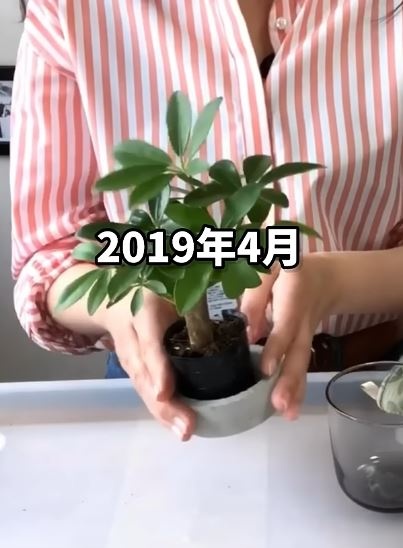 2019年4月に購入したカポック