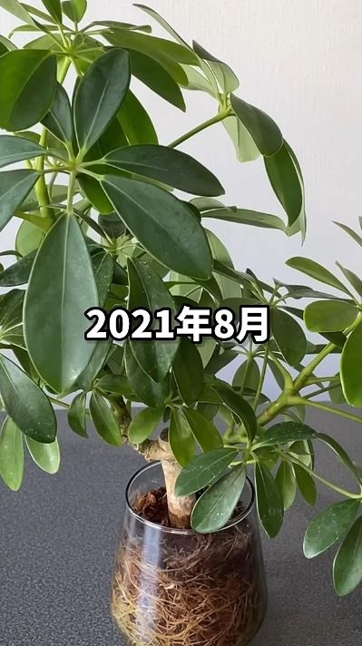 2021年8月にはかなり成長