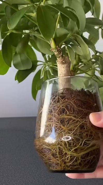 グラスの中は根がパンパン