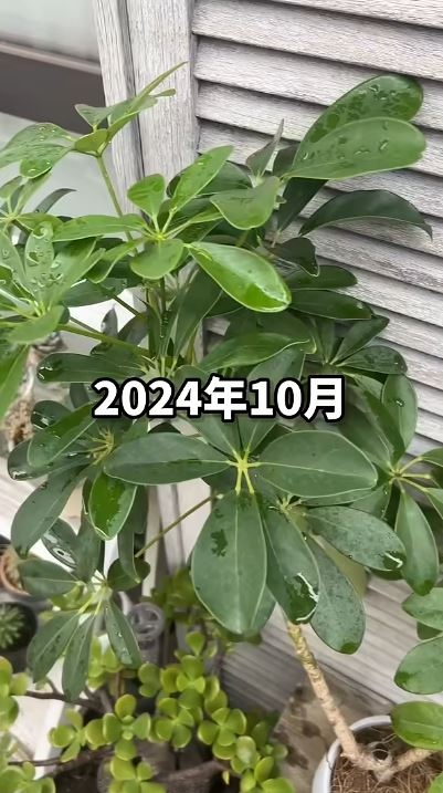 2024年10月にはかなりの大きさに