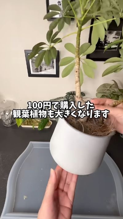 植え替えします