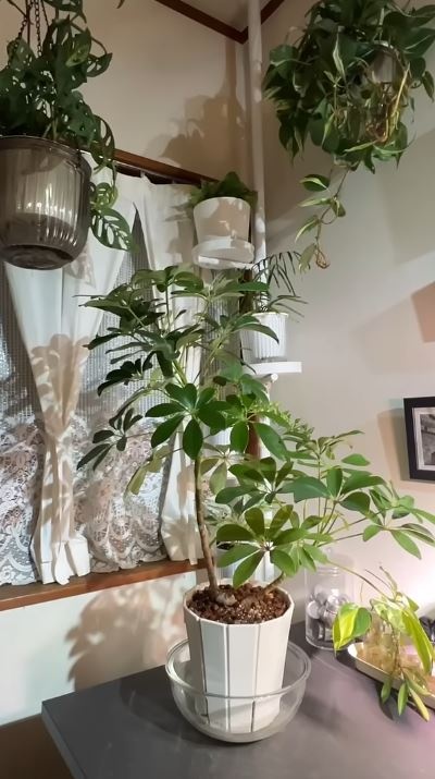 あまりに立派に成長したカポック