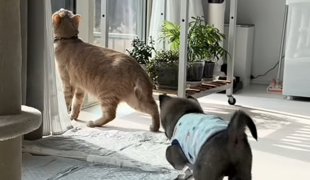 先住猫に近づくドキドキの保護子犬、次の瞬間→「逃走中みたいになっとるやんww」　笑い泣きの光景に「純粋過ぎる」「頑張ってー」（1/3） | 猫 ねとらぼ