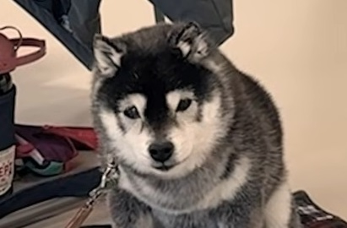 「こんな泣いたの初めて」耳が聞こえなくなった老犬に、骨伝導集音器をつけたら……感動の光景に「わんちゃんも嬉しいだろなぁ」（1/3） | 犬 ねとらぼ