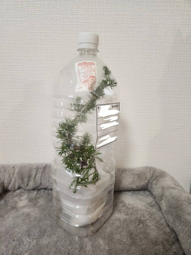 ペットボトルに入れられた植物の苗