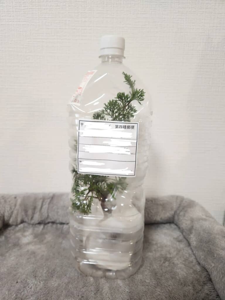 第四種郵便物のため内容物が確認できるようペットボトルに入れられた植物の苗