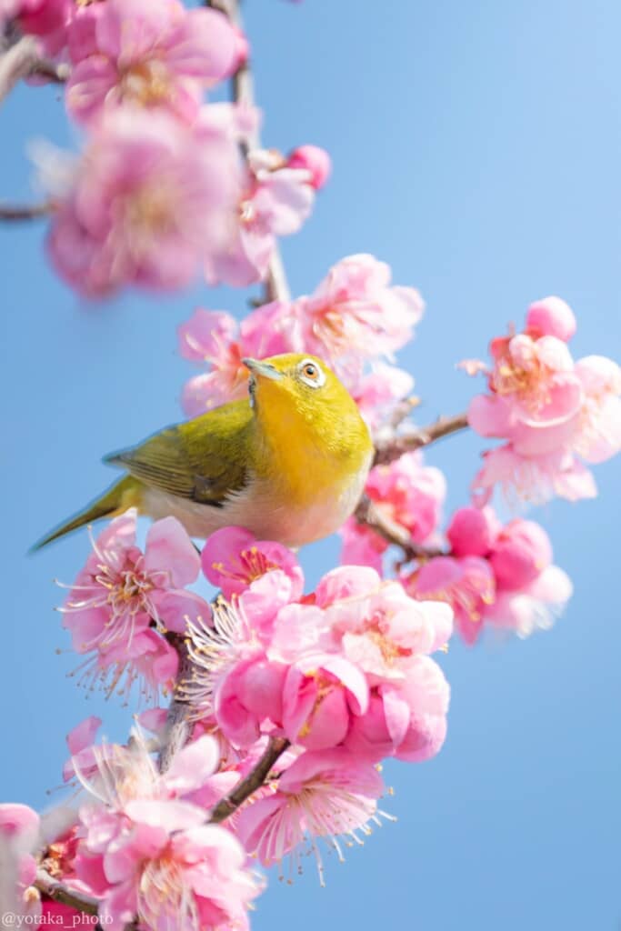 よたかさんが撮影した梅とメジロの写真
