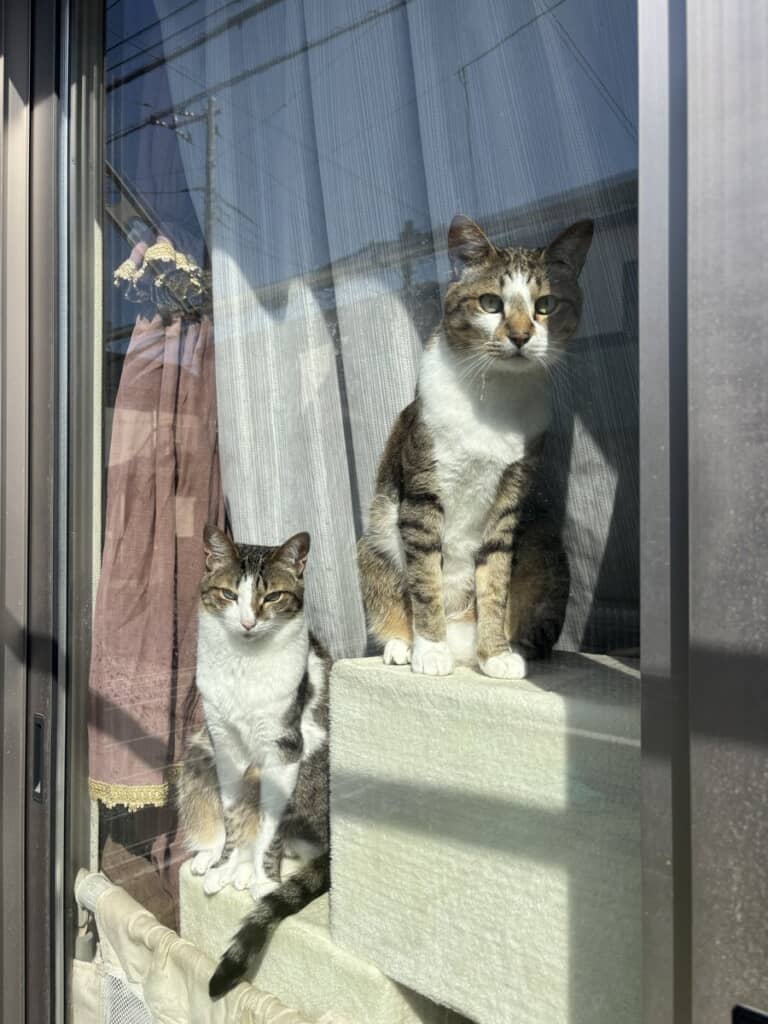 左からレモンちゃん、ソーダくん