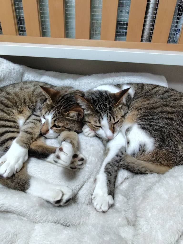 寝相がそっくり！