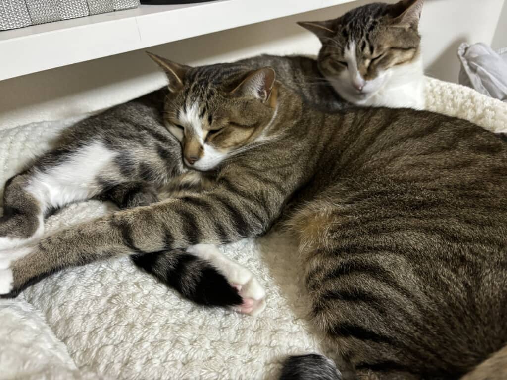 その枕譲っていただきたい