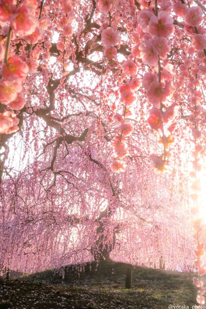 よたかさんが撮影したしだれ梅の画像