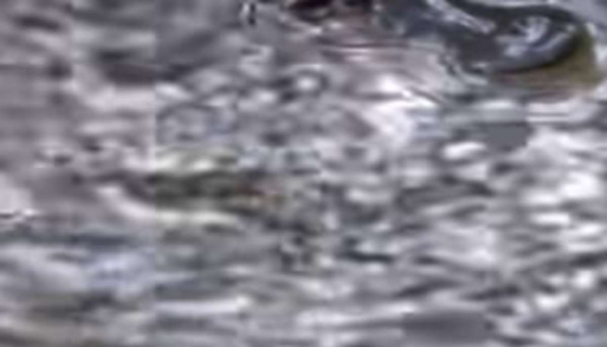 水面がぶくぶくしている池→のぞいたら……「マジか」「うそでしょう？」　現れたまさかの生き物に「あの激レア生物が観られるなんて！」（1/3） | その他生き物 ねとらぼ