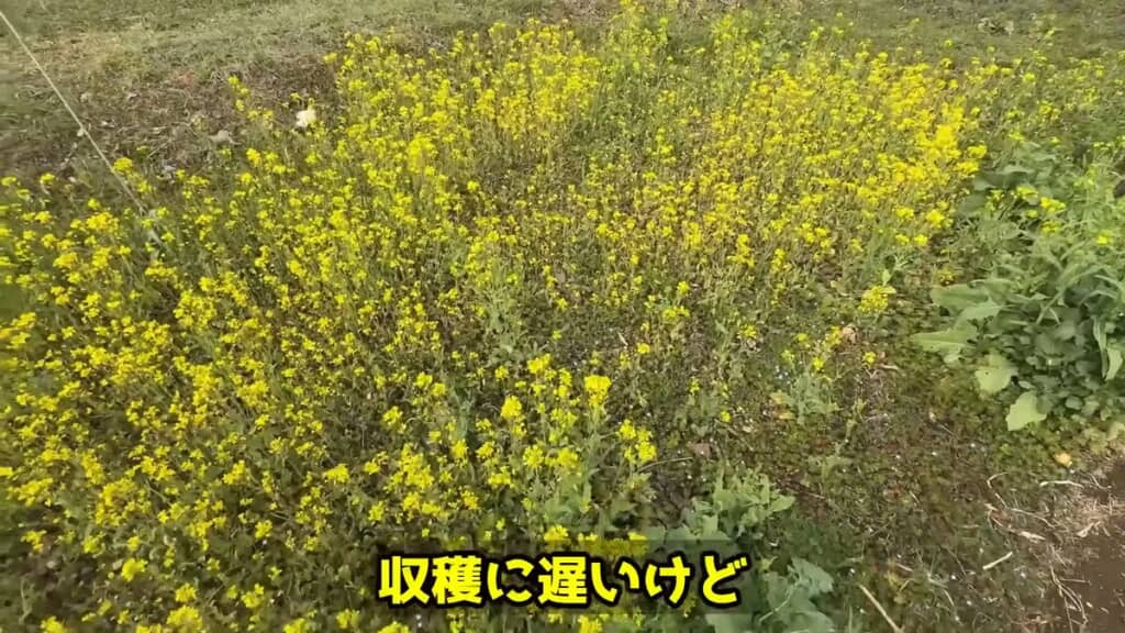 こぼれた種から育ったたくさんの花