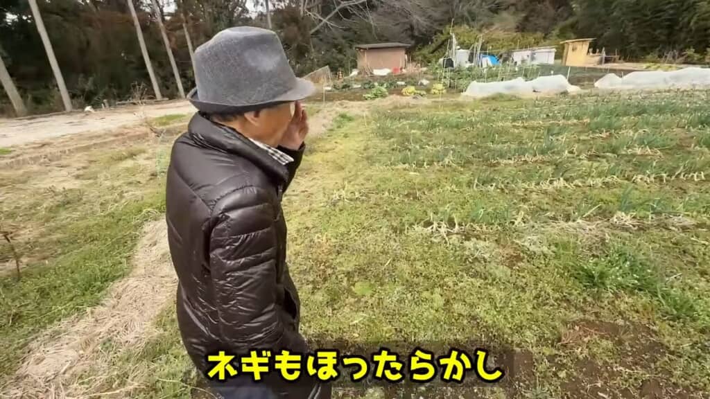 ネギもほったらかしで栽培