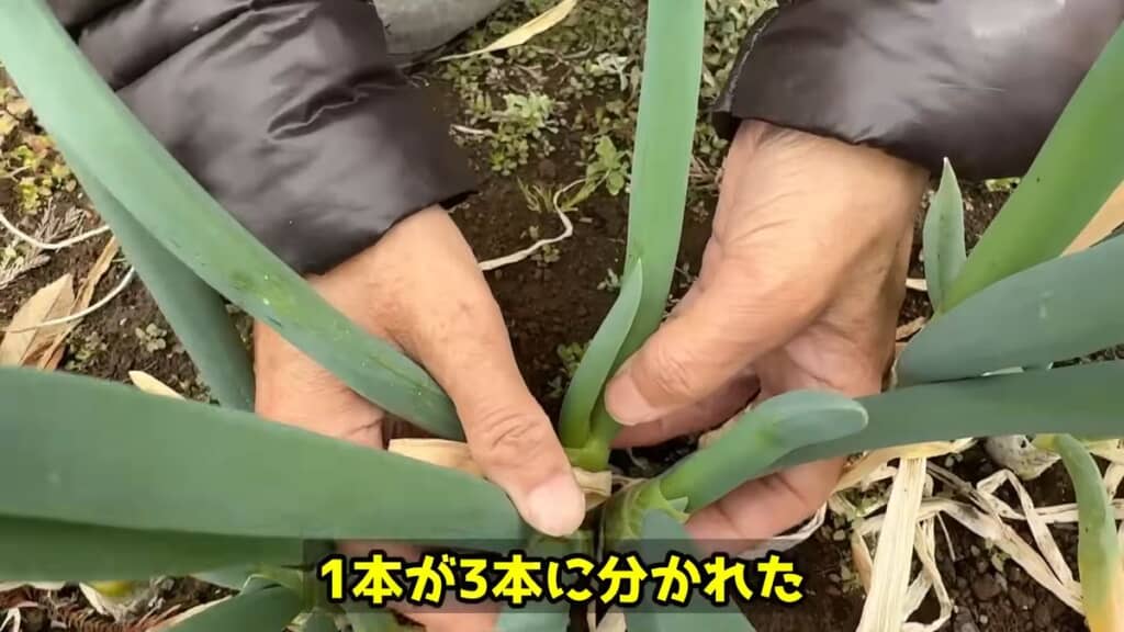 分げつにより元は1本だったネギが3本に増えた状態