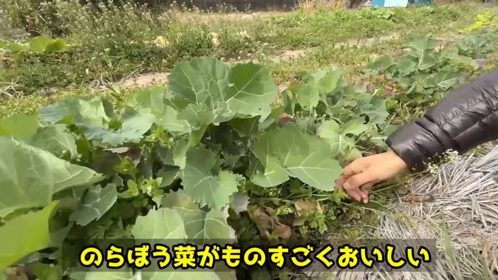 こぼれダネ栽培で育ったのらぼう菜