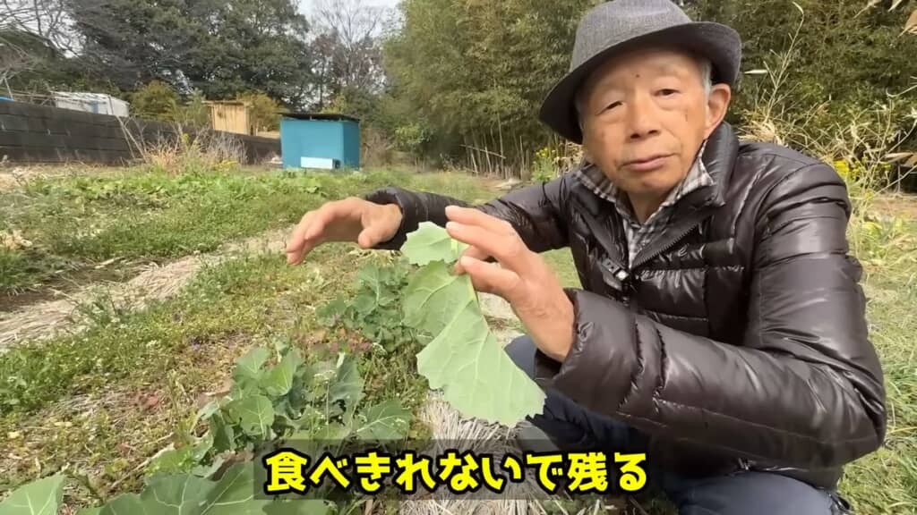 食べきれないため残った株から種が落ちる