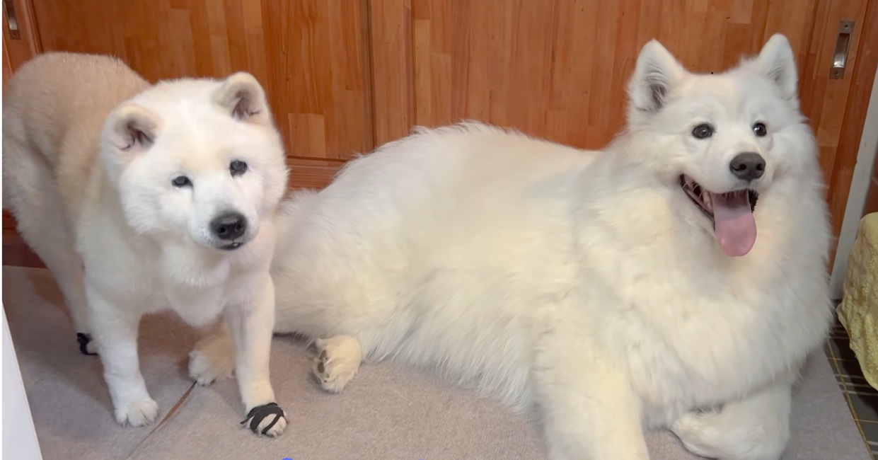 最近食欲がない16歳柴犬、大好きなお母さんがおやつを手作りしたら…… うれしそうな姿に心が洗われる「幸せな時間」「ほほ笑ましい」(1/3) | 犬 ねとらぼ