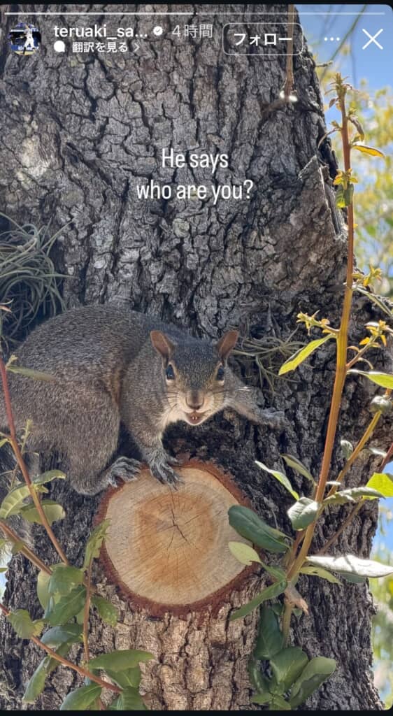 げっ歯類らしきリス