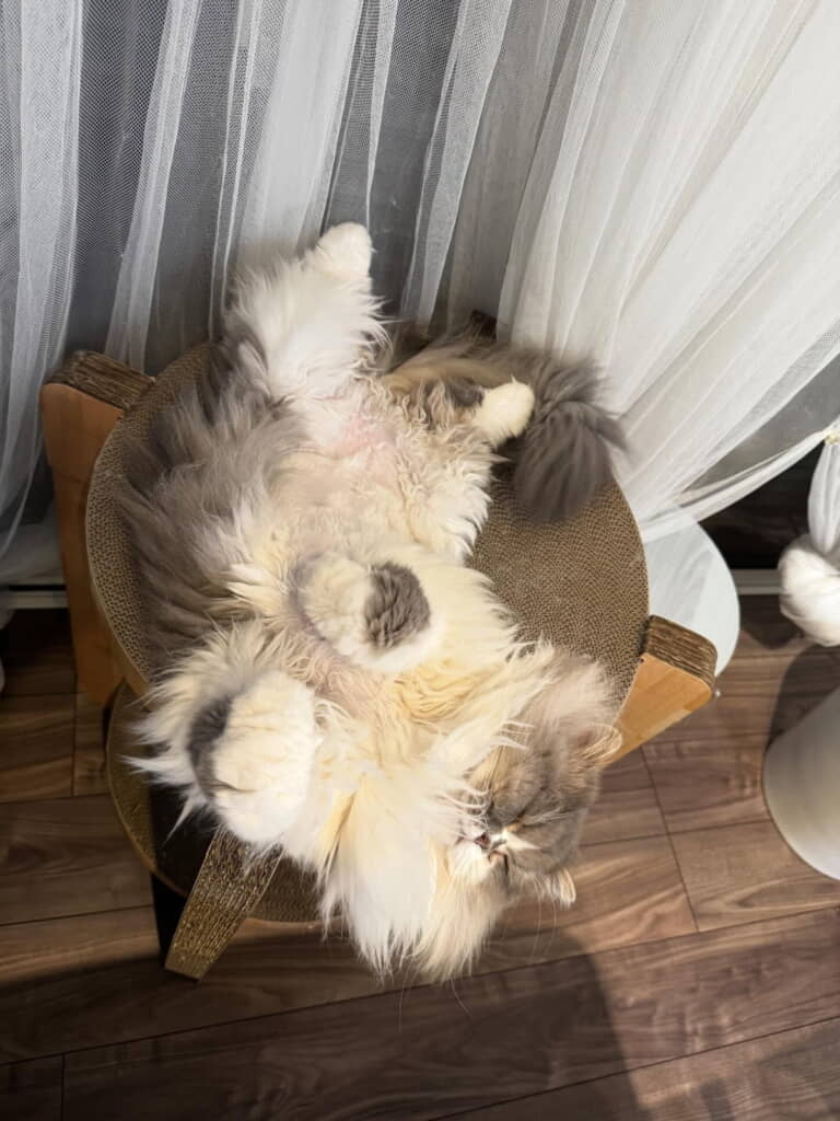 バリバリの上でノビノビ