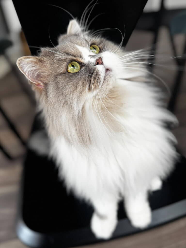 美猫さんですねえ