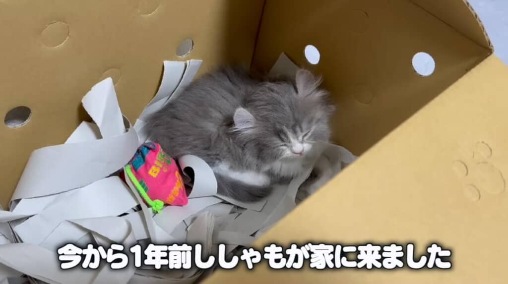 キンカローのししゃもちゃん