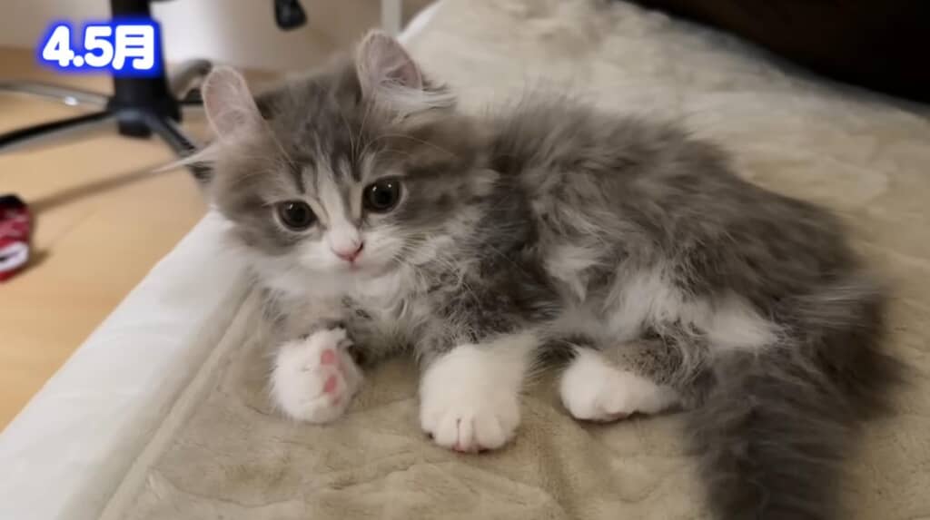 いろいろできるようになってきたししゃもちゃん