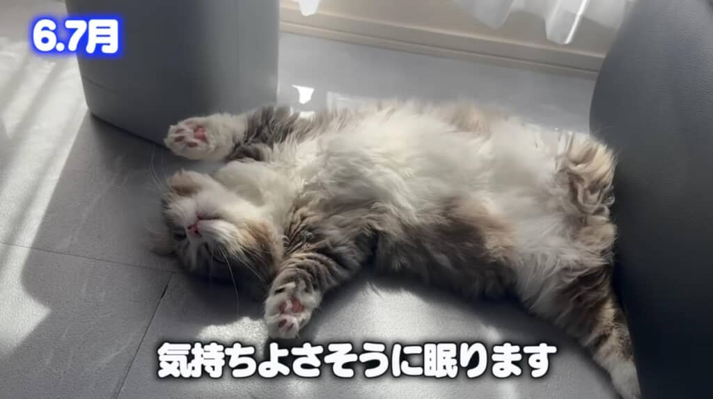 ヘソ天で寝るのが好きなようです