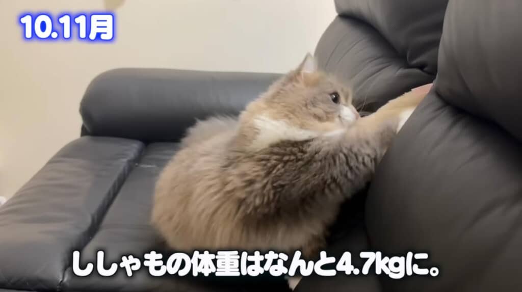 ぽっちゃり気味なので運動も欠かせません