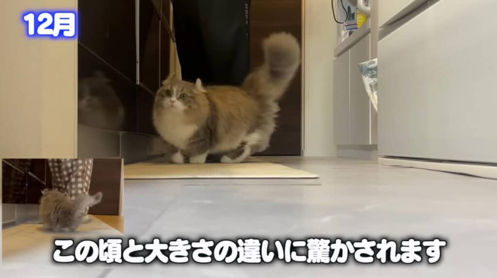 12月にはごはんを大人しく待つように