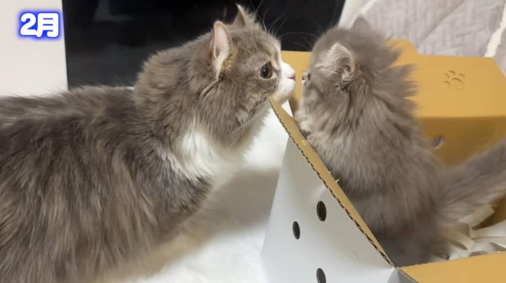 2月にはお姉ちゃんになりました