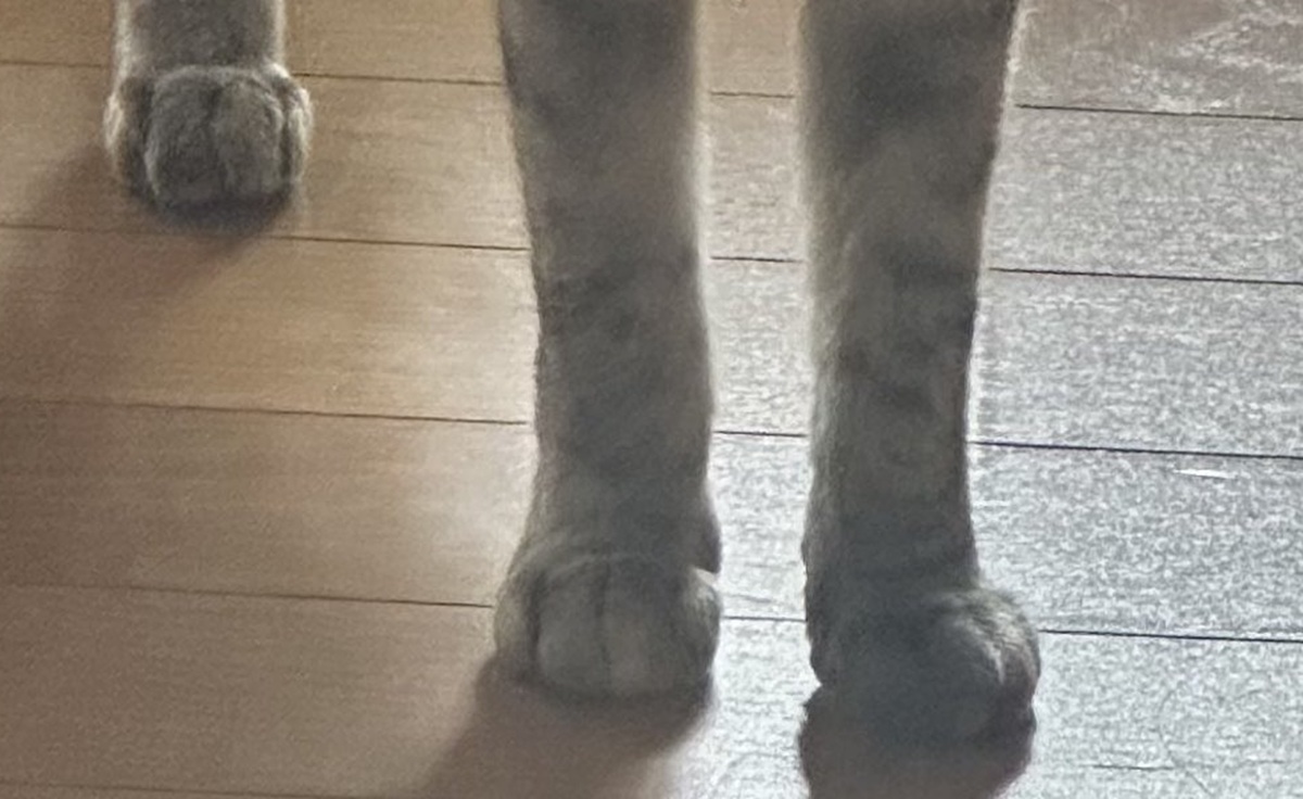 菜々緒のようなビジュアルの猫→保護して9カ月後……　驚きの姿に「えっ、ちょっと待って」「多分途中で入れ替わりましたね笑」（1/3） | 猫 ねとらぼ