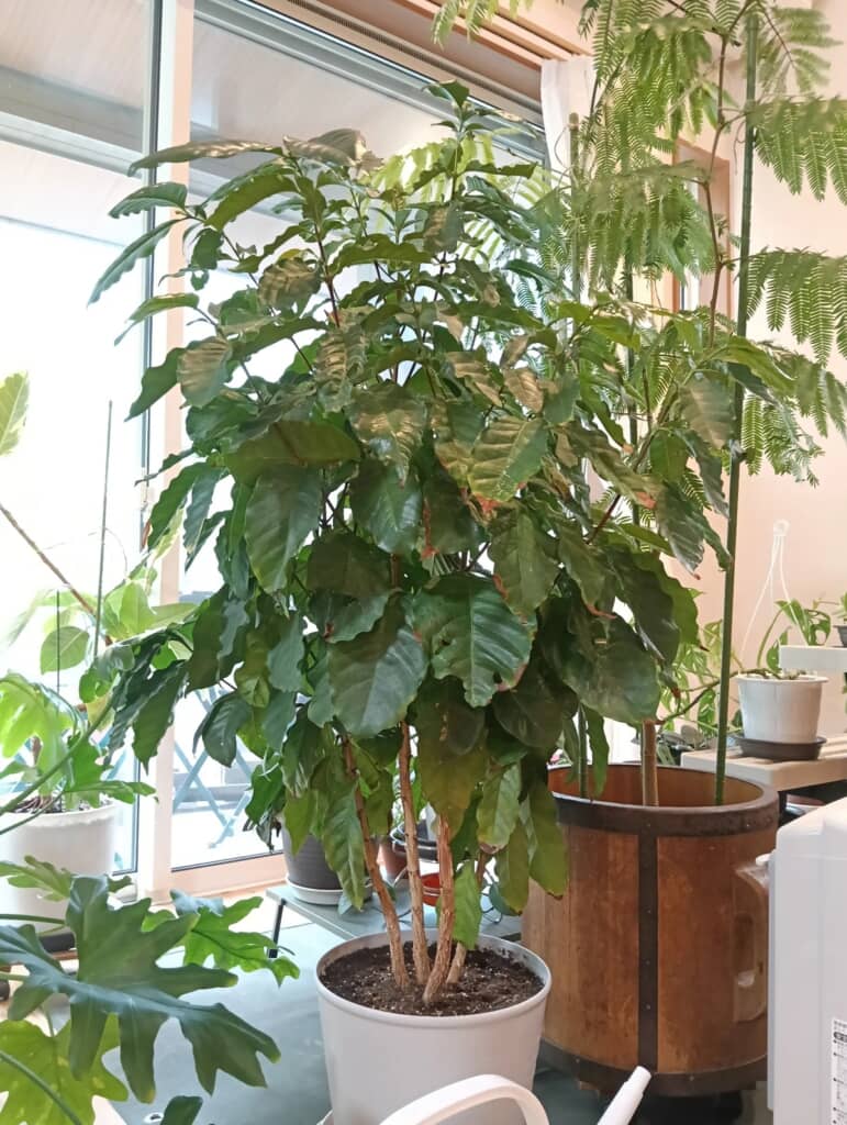 3～4年前にダイソーで購入したコーヒーの木の現在