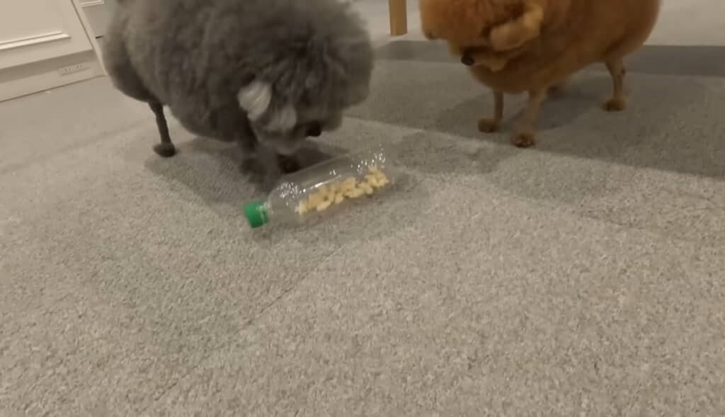 飼い主さんお手製の知育玩具で遊びます（ぽん太くんはレッド、ゆずくんはシルバーの毛色）