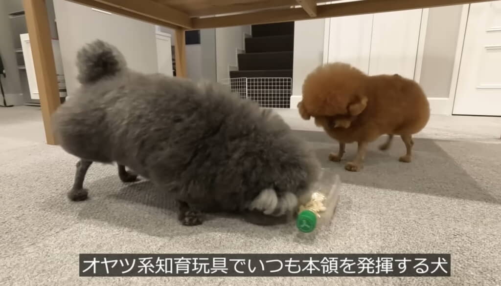 知育玩具で本領発揮するゆずくん