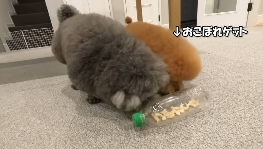 ぽん太くんはおこぼれをゲット