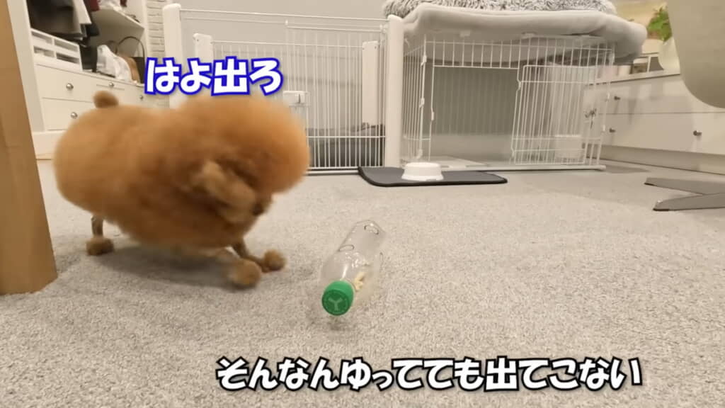 ペットボトルに抗議するぽん太くん