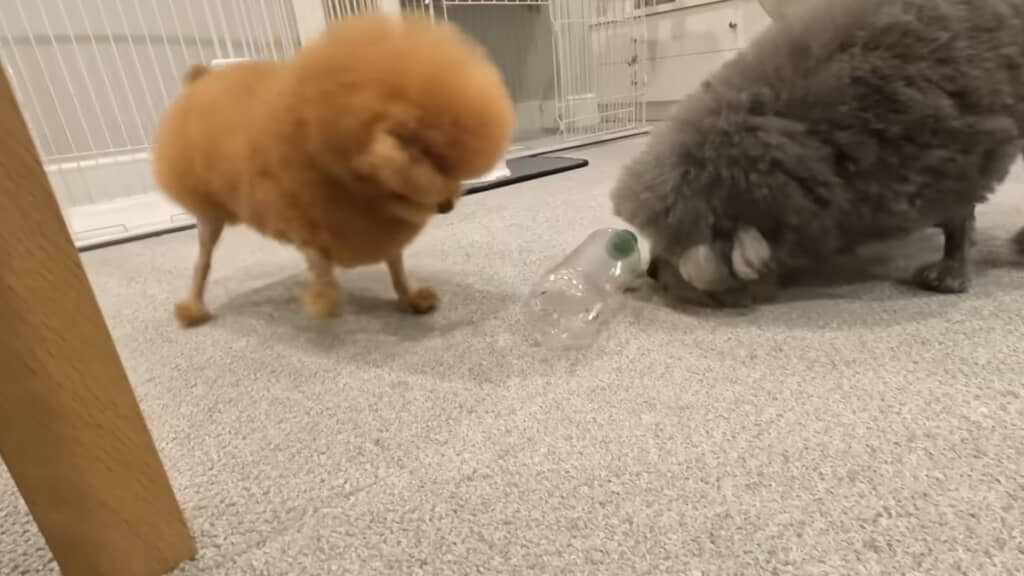 順調に食べ進めるゆずくん