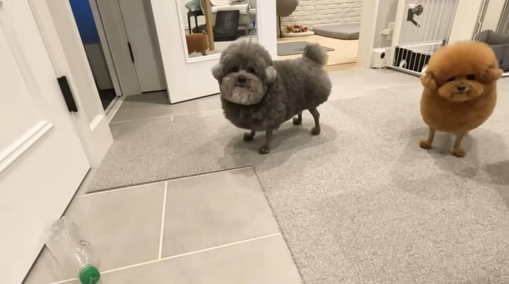 嘆く飼い主さんを見つめるふたり