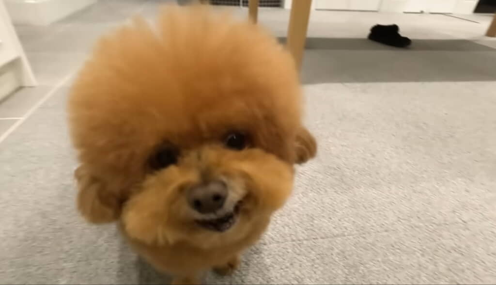 おやつをもらえてご機嫌なぽん太くん